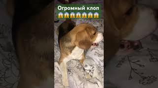 #смешныевидео #маруся #бигль #юмор #приколысживотными #chorts #shortvideo #youtubeshorts #dog #funny