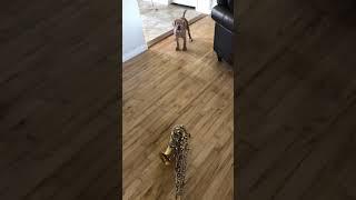 My dog really doesn’t like my saxophone