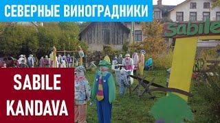 Sabile и Kandava — винный регион Латвии