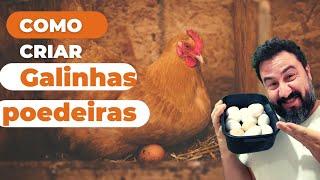 DICAS: COMO INICIAR A CRIAR GALINHAS POEDEIRAS E TER OVOS TODOS OS DIAS