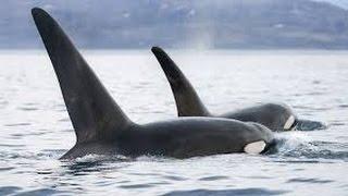 Invasion of the Killer Whales  Ocean Documentary HD