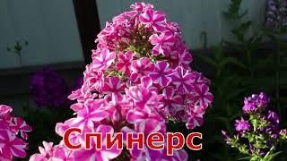 Флоксы Спинерс, Хулиган, Земляничное Суфле, Татьяна