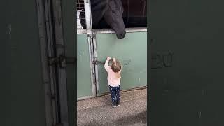 Knock, knock... anyone home?  #horse #horseracing #horselover #shorts