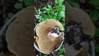 Грибы Приморского края.Белый - " Царь Болетус ". #nature #fungi