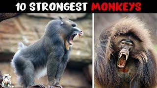 10 Most Powerful Monkeys on Earth