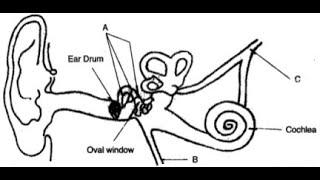 LIFE SCIENCES GRADE 12 | STRUCTURE OF EAR, BALANCING QUESTIONS| THUNDEREDUC: BY M SAIDI