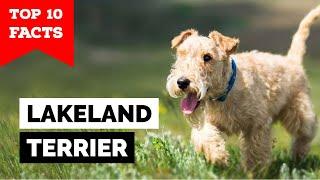 Lakeland Terrier - Top 10 Facts