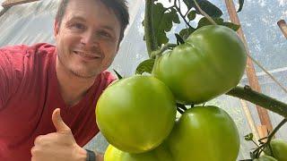 Grow More Tomatoes: Comparing 3-Gallon Pots to Coco Coir Slabs