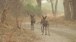 Shenton Safaris: Hyena's steal a kill off wild dogs