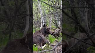 Лоси в Каркаралинском национальном парке