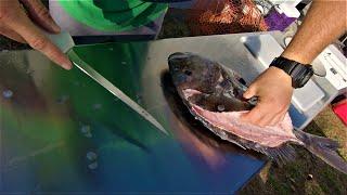 How to clean a Sheepshead (FAST) - Catch, Clean, Cook: Fish Cakes