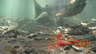 Нерест лосося. Salmon spawn. (HD)