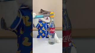 Mr. Science in the house! #thatlilttlepuff #puffknowsbetter #catsoftiktok