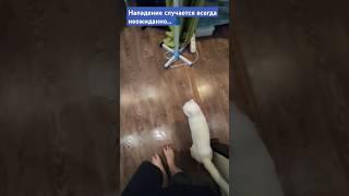 #кот #cat #нападениекота #reels #дом #домашниеживотные
