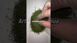 Darum verwenden wir für unsere Artemisia annua Produkten nur die Blätter der Pflanze! #artemisia