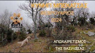 ΚΥΝΗΓΙ ΜΠΕΚΑΤΣΑΣ ΦΕΒΡΟΥΑΡΙΟΣ 2024 / Woodcock Hunting / Caccia alla Beccaccia / Çulluk Avı [UHD 4K]