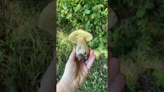 Boletus edulis #fungi #jesenji vrganj#porcini#foraging#mushroom #jelena#nature#forest