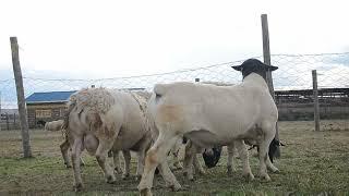 Sheep Feedlot and Zero Grazing Pointers