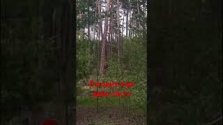 через несколько часов как вышел медведь,вышел и лось.за неделю много лосей и медведей выходило.