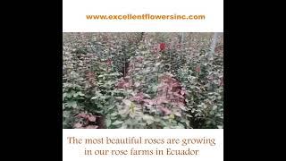 Our rose farm in Ecuador