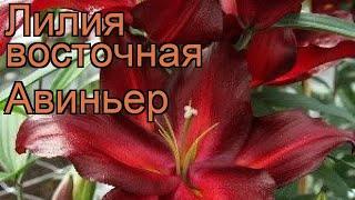 Лилия восточная Авиньер (lilium oriental avinger)  обзор: как сажать, луковицы лилии Авиньер