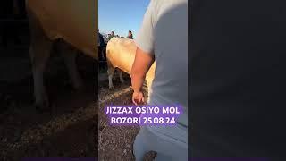 JIZZAX OSIYO MOL QO’Y BOZORI NARXLARI ЖИЗЗАХ МОЛ БОЗОРИ НАРХИ #nexia #жиззах #rek #ozod