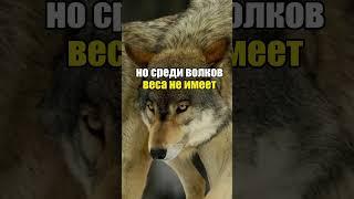 ЗАПОМНИ БРАТЬ  #волк #юмор #мемы #top #вайн #волки #новый