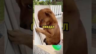 ВИРУСНЫЕ ВИДЕО / Собака не ожидала 