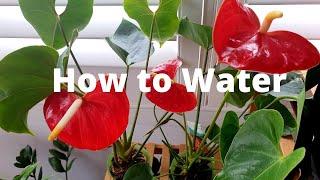 Anthurium Plant Care Part 1: How Much Sun and How to Water Video Demo