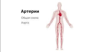 Артерии большого круга кровообращения. Общая схема крупных артерий.