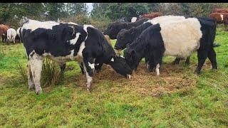 outwintering cattle in Ireland 2024 #irishfarm #cow #shorthorn #regenerativefarm