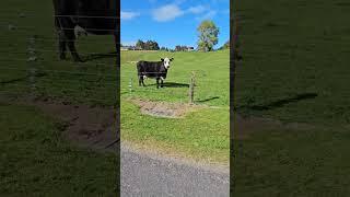 Cute Country Side Cows in New Zealand 