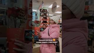 А у вас как долго живут цветы?  #albinamysh #блогер #новыйгод #юмор #жиза #тренды