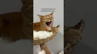 are yawns contagious to cats??