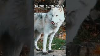 Страшная История/Волк Одиночка