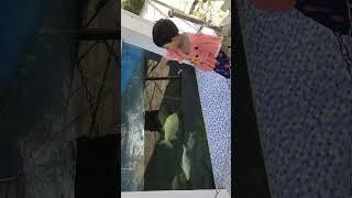 machli jal ki rani hai 🫅 #shorts #youtubeshorts #viral #shorts video