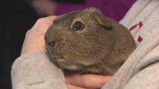 Guinea pig rescue holds an open house