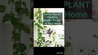 Vastu For Money Plant   #Vastu #moneyplant  #shorts #Vastu tips #plants