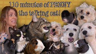 110 minutes of PENNY THE TALKING CAT!