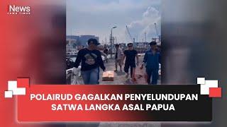 POLAIRUD GAGALKAN PENYELUNDUPAN SATWA LANGKA ASAL PAPUA