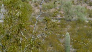 Desert Plants: Creosote