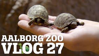 SKILDPADDEUNGER KLÆKKET BLANDT PUBLIKUM | DØDE HVALPE HOS VILDHUNDENE | AALBORG ZOO VLOG 27