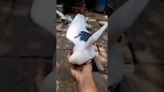 Kabutar  Pigeon  WhatsApp Status
