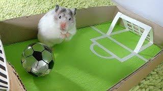 ХОМЯЧКИ ИГРАЮТ В ФУТБОЛ, КТО ПОБЕДИТ?/Three hamsters playing football