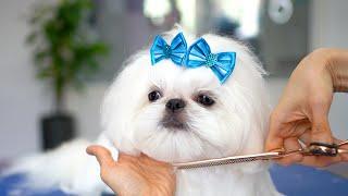 SHIH TZU DOG GROOMING ️ Long hair