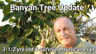 Banyan Tree Update -  3-1/2 yrs old & Survived Hurricane Ian