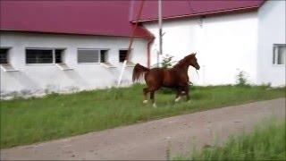 Polianica, ch., arabian filly, 2009