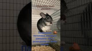 Шиншилловая ферма Chinchilla-Best-Standart