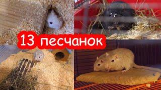 Тайная жизнь песчанок. Песчанка с поломанным хвостом