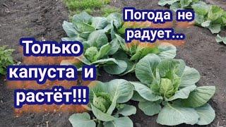 Капуста растёт! Чем подкармливаю и чем защищаю от вредителей.